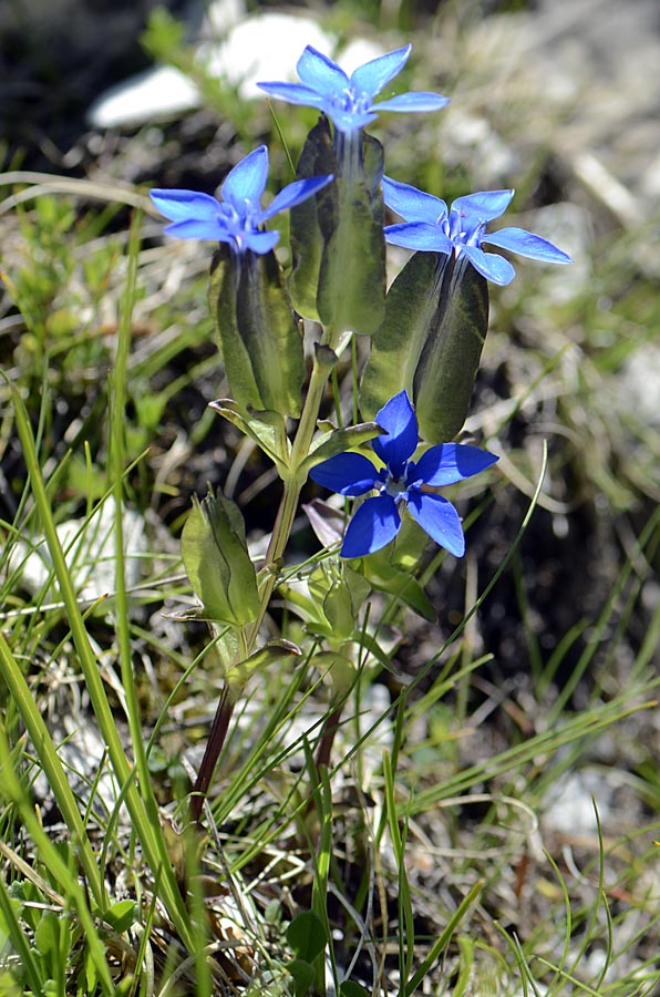 Gentiana utriculosa / Genziana alata